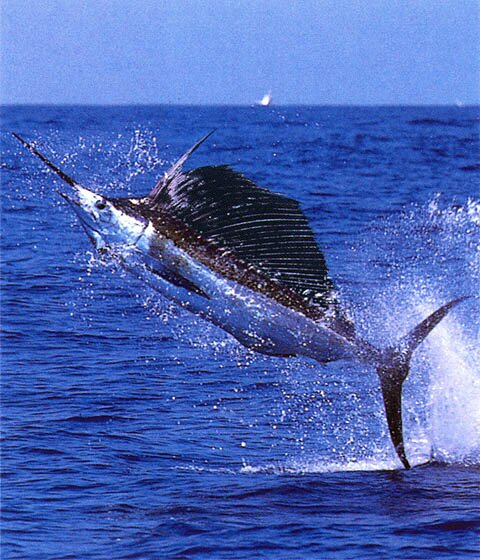 Blue Swordfish