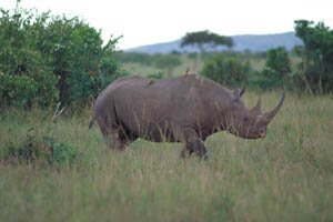 Black Rhino(Diceros bicornis) Swahili: kifaru
