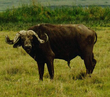 Buffalo(Syncerus caffer) Swahili:mbogo