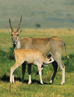 Eland(Tragephalus Oryx)Swahili:pofu
