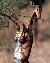 Gerenuk(Litocranius walleri)Swahili:swala tiga