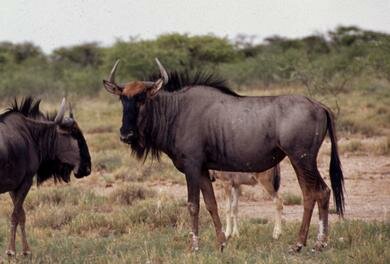 Wildebeest or Gnu(Connochaetes taurinus) Swahili:nyumbu