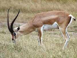 Grant's Gazelle(Gazelle granti)Swahili:swala granti