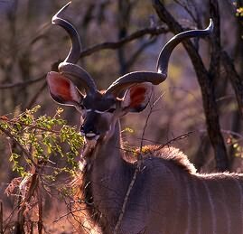 Greater Kudu(Tragelaphus strepsiceros)Swahili:tandala mkubwa