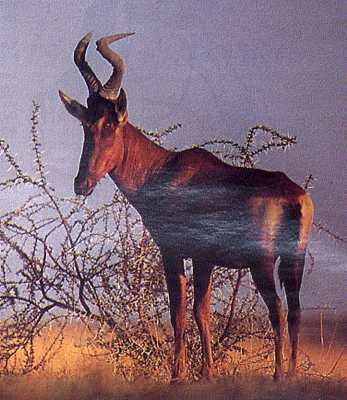Hartebeest(Alcelaphus buselaphus) Swahili: kongoni