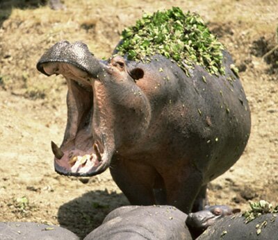 Hippo(Hippopotamus amphibius)Swahili: kiboko