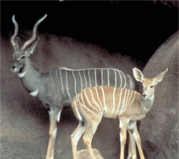 Lesser Kudu(Tragephalus imberbis)Swahili: tandala imberbis