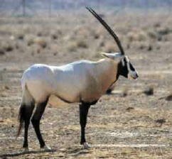Oryx(Oryx gazella callotis) Swahili: choroa