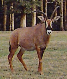 Roan Antelope(Hippotragus equinus)Swahili: korongo
