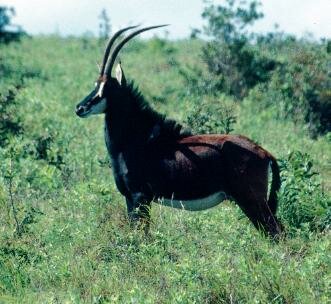 Sable Antelope(Hippotragus niger)Swahili:pala hala