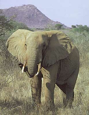 Elephant(Loxodonta africana) Swahili: ndovu or tembo