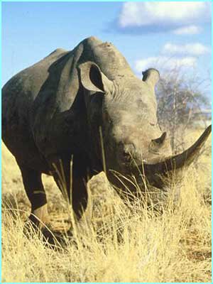 White Rhino(Diceros bicornis) Swahili: kifaru