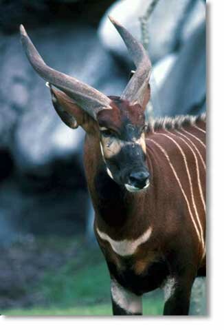 Bongo Antelope(Tragelaphus euycerus)Swahili:Bongo