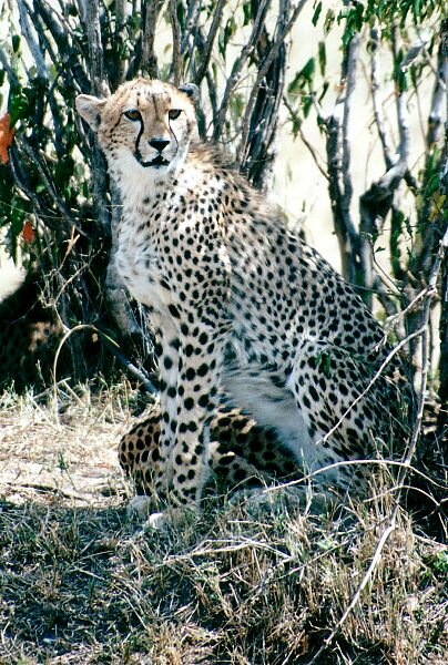 Cheetah (Acinonyx jubatus) Swahili: duma