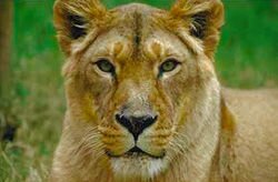 female lion (panthera leo) Swahili: simba