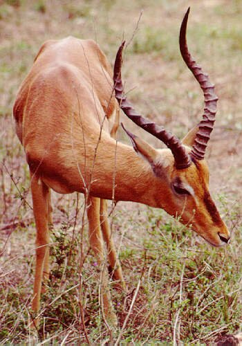 Impala(Aepyceros melampus) Swahili:swala pala