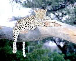 Leopard (panthera pardus) Swahili:chui