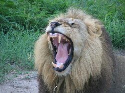 male lion(panthera leo) Swahili: simba